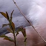 204A2875 Mouette rieuse